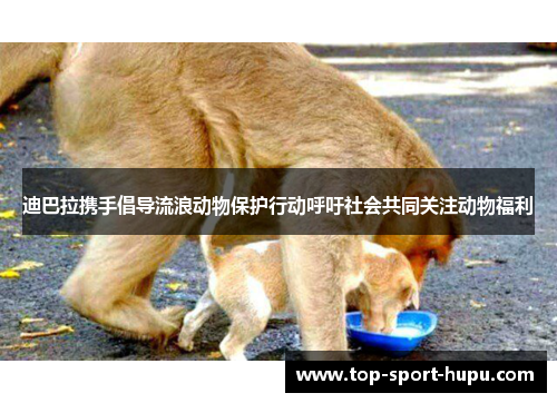 迪巴拉携手倡导流浪动物保护行动呼吁社会共同关注动物福利 迪巴拉携手倡导流浪动物保护行动呼吁社会共同关注动物福利